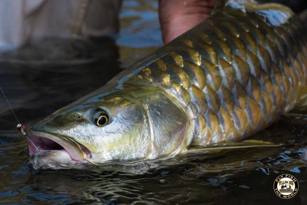 Fishing and angling in corbett