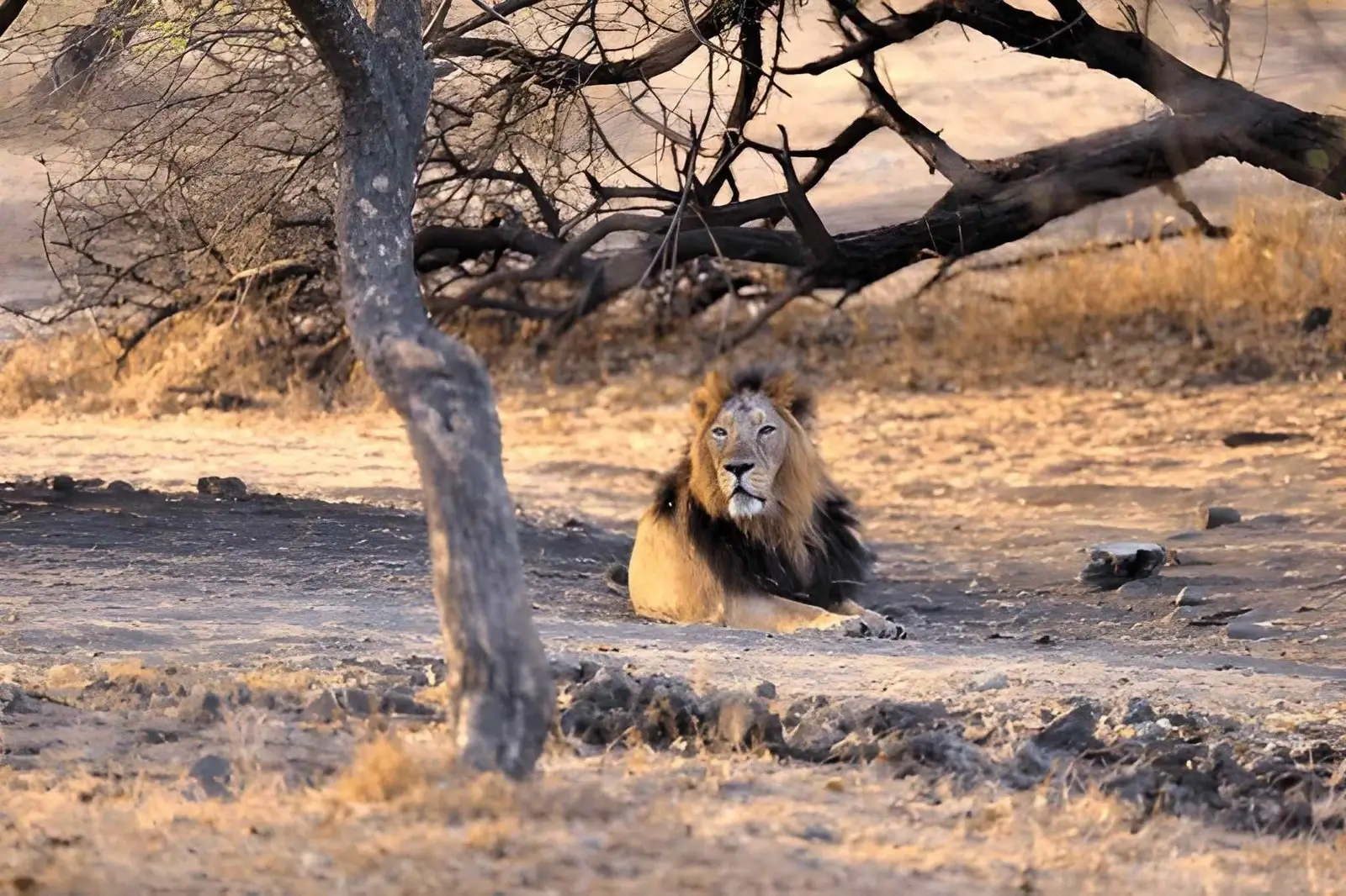Asiatic lion - Endangered Animals in India