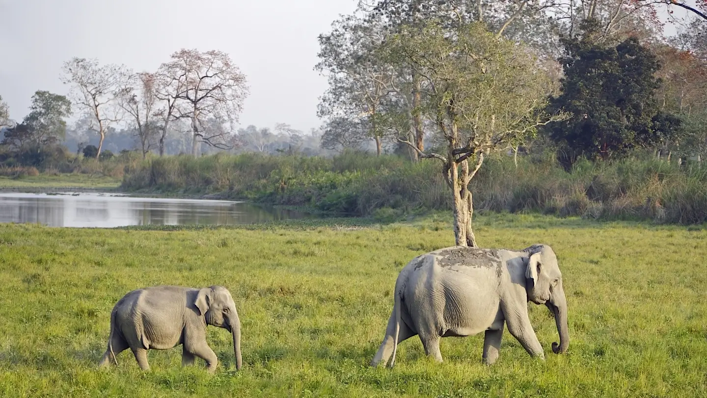 Baby Elephants Weigh as Much as an Adult Human at Birth