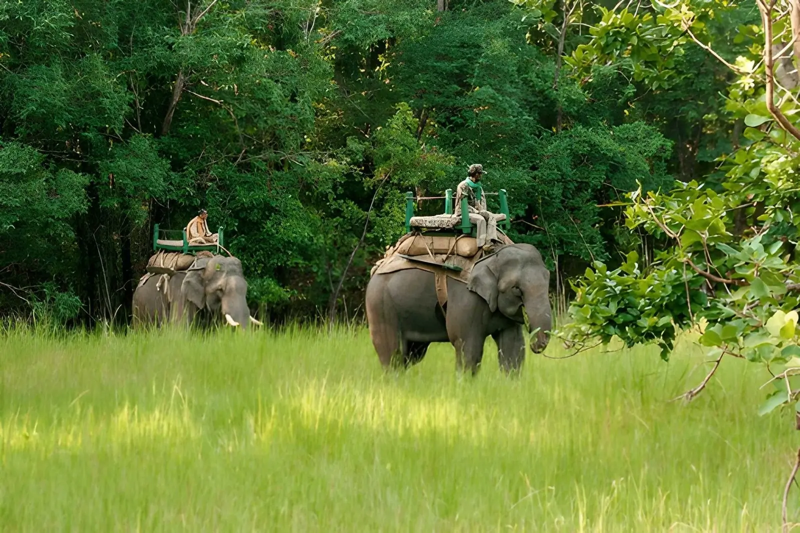 Bandhavgarh National Park – Best for High-Probability Tiger Sighting