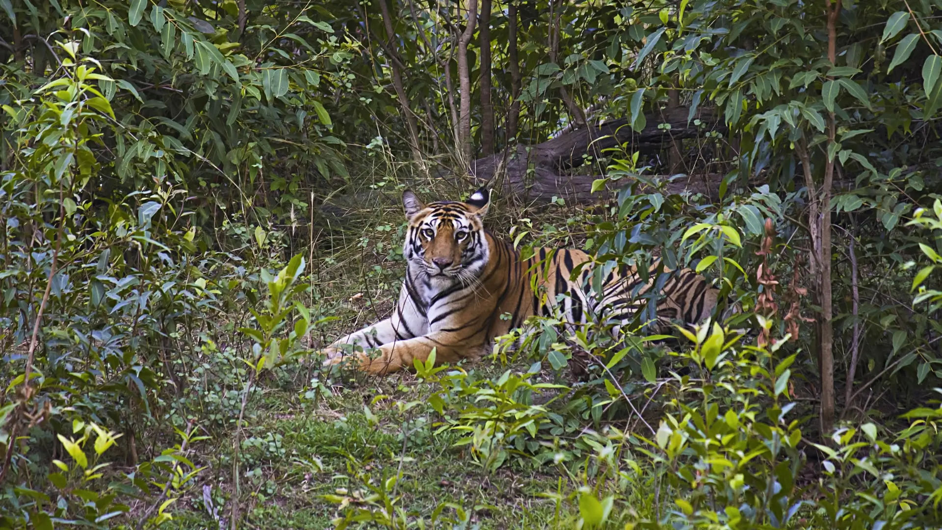 Bandhavgarh National Park, Madhya Pradesh, India