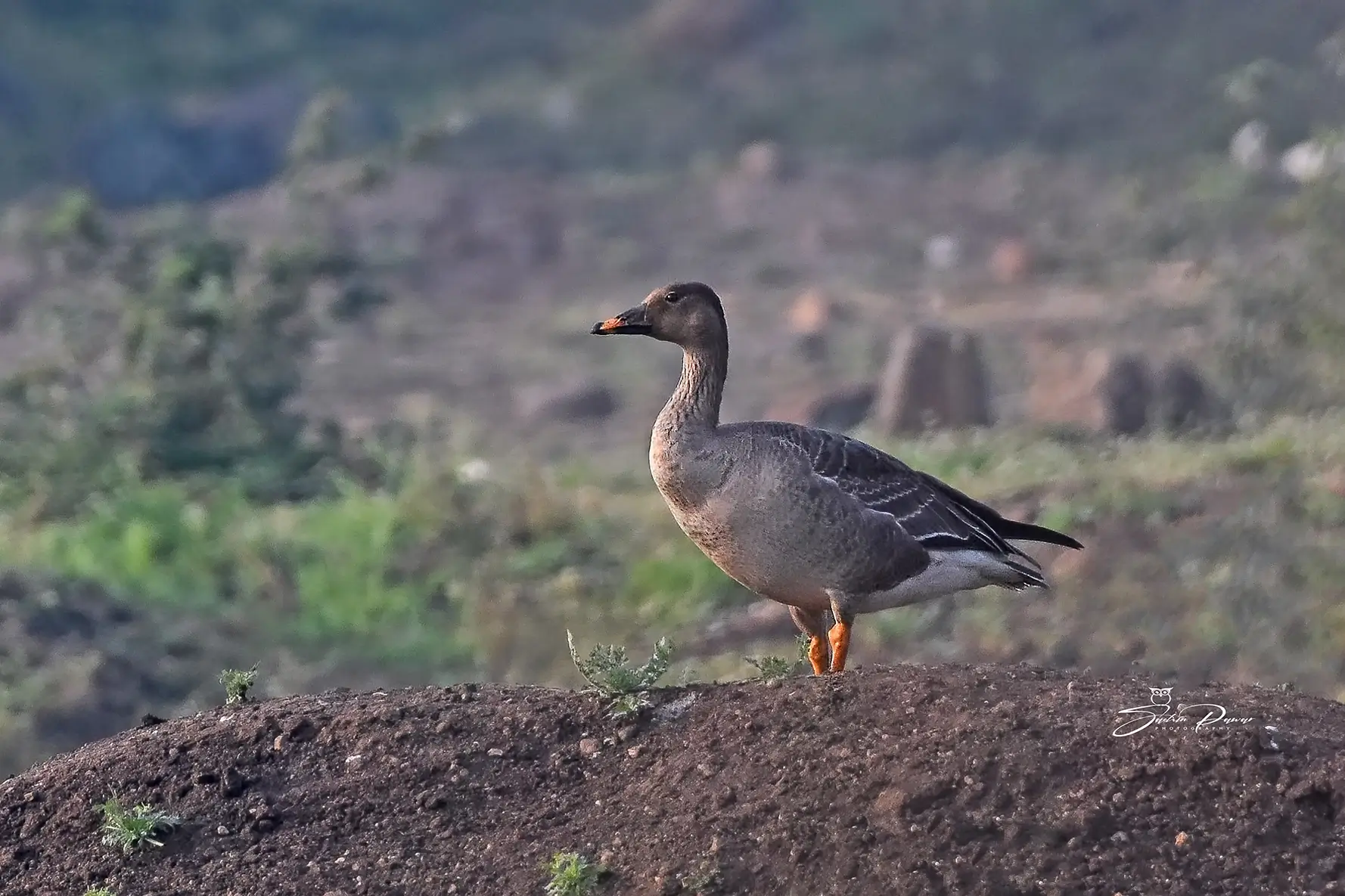 A Timeline of Tundra Bean Goose Sightings in India