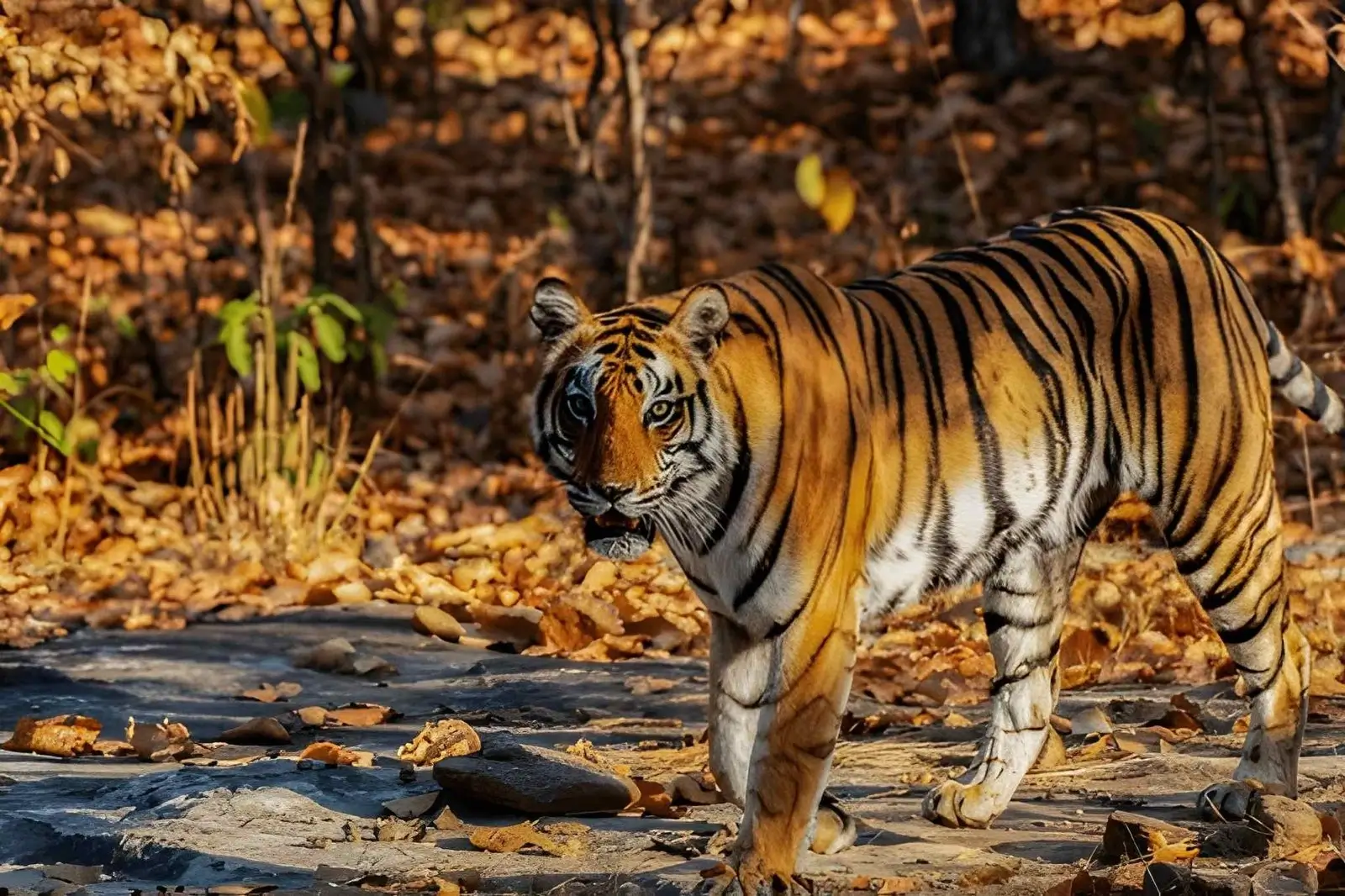 Endangered Animals in India: Causes, Conservation Efforts & National Parks