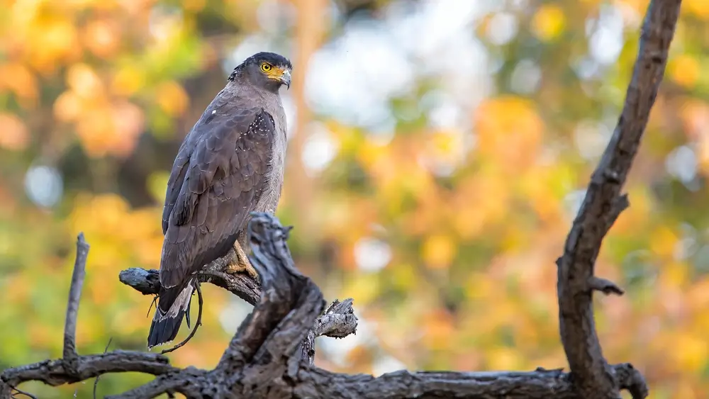 Best Bird Watching Destinations in India: Top National Parks for Birding