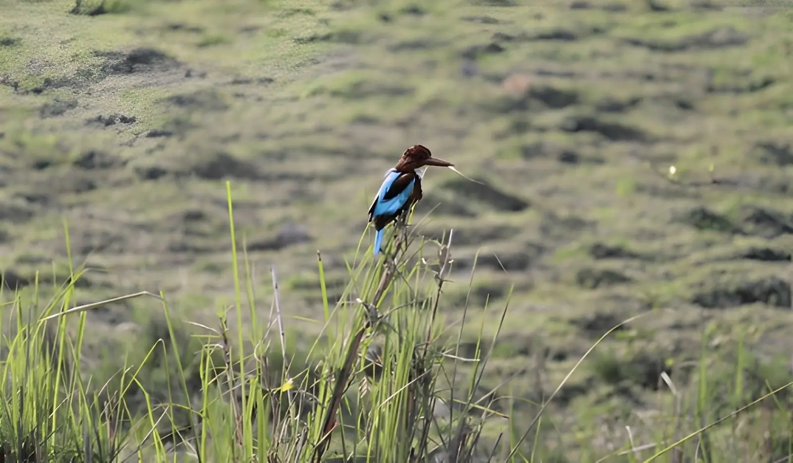 Kaziranga National Park, Assam, India