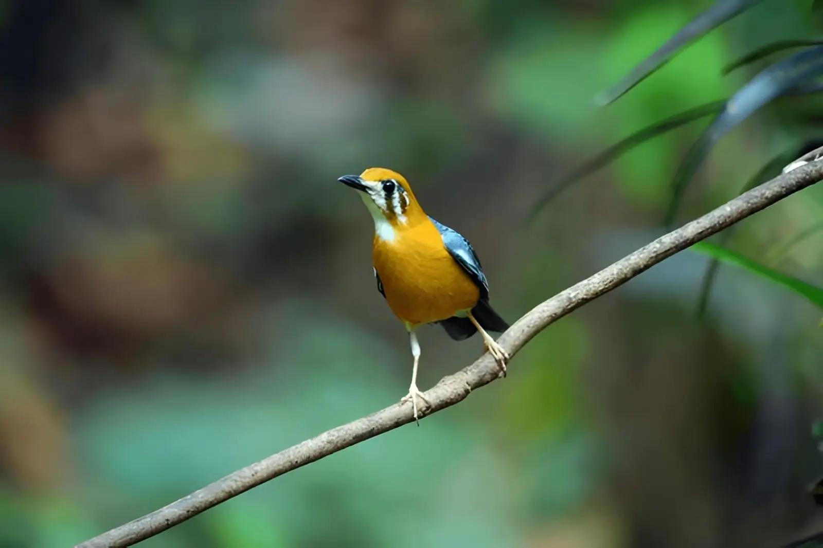 Periyar National Park, Kerala, India