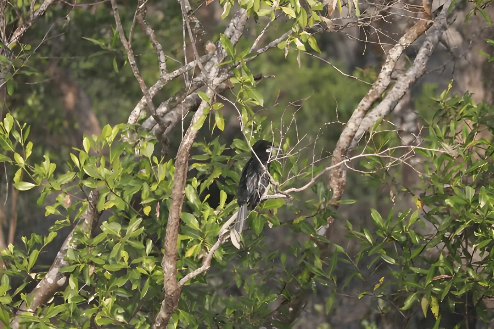 Sundarbans National Park, West Bengal, India