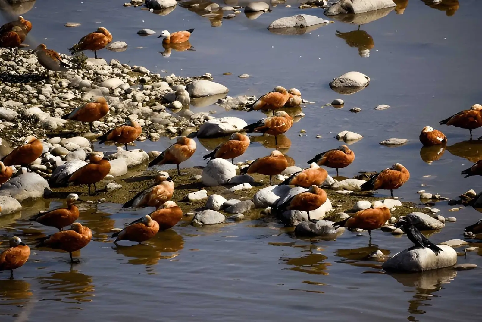 Jim Corbett National Park, Uttarakhand, India