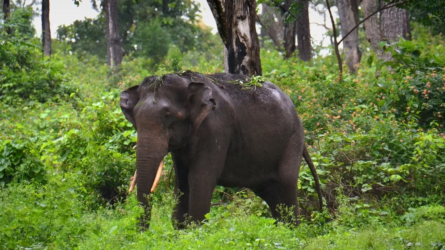 Elephants Communicate Across Kilometres Using Low-Frequency Sound