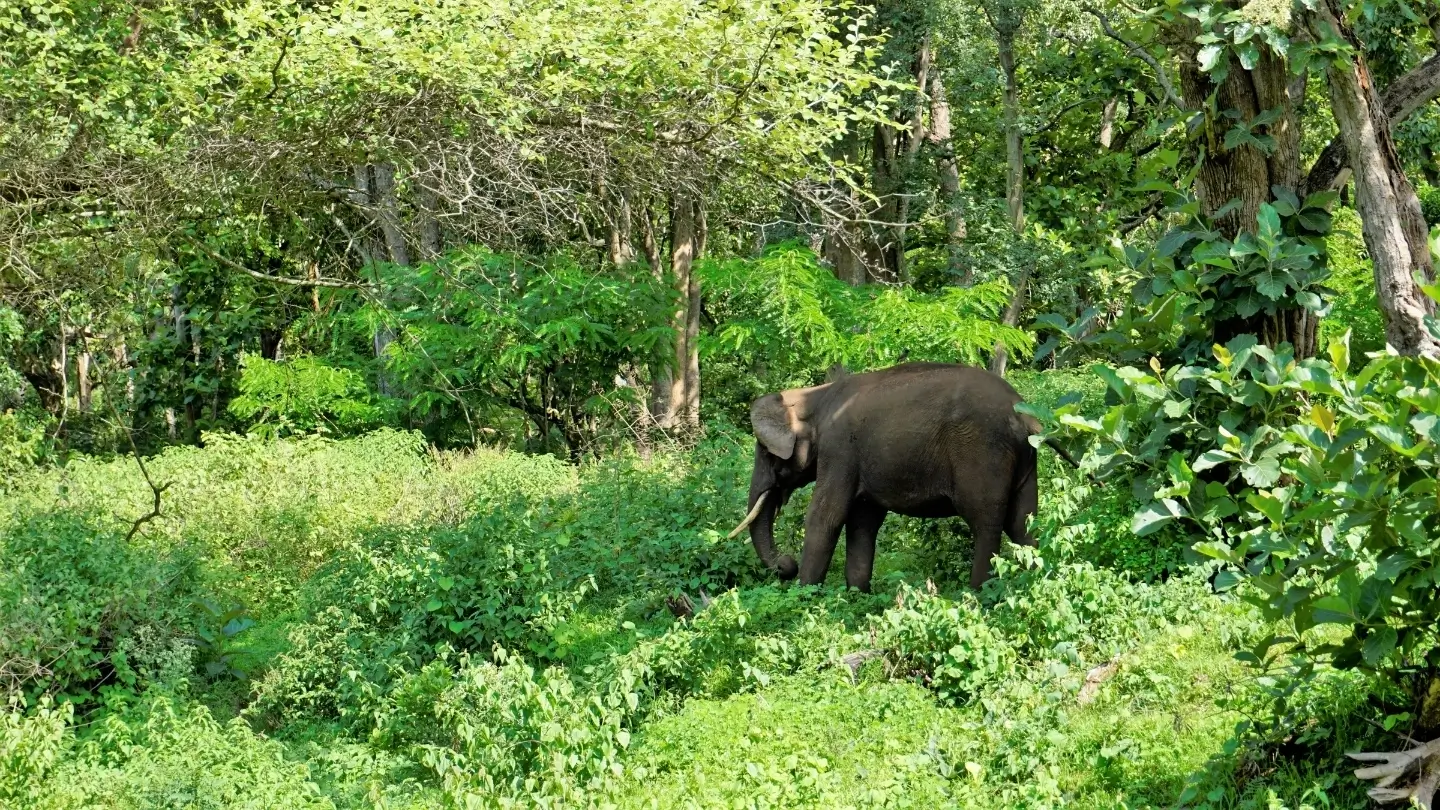 Adult Elephants Have Almost No Natural Predators