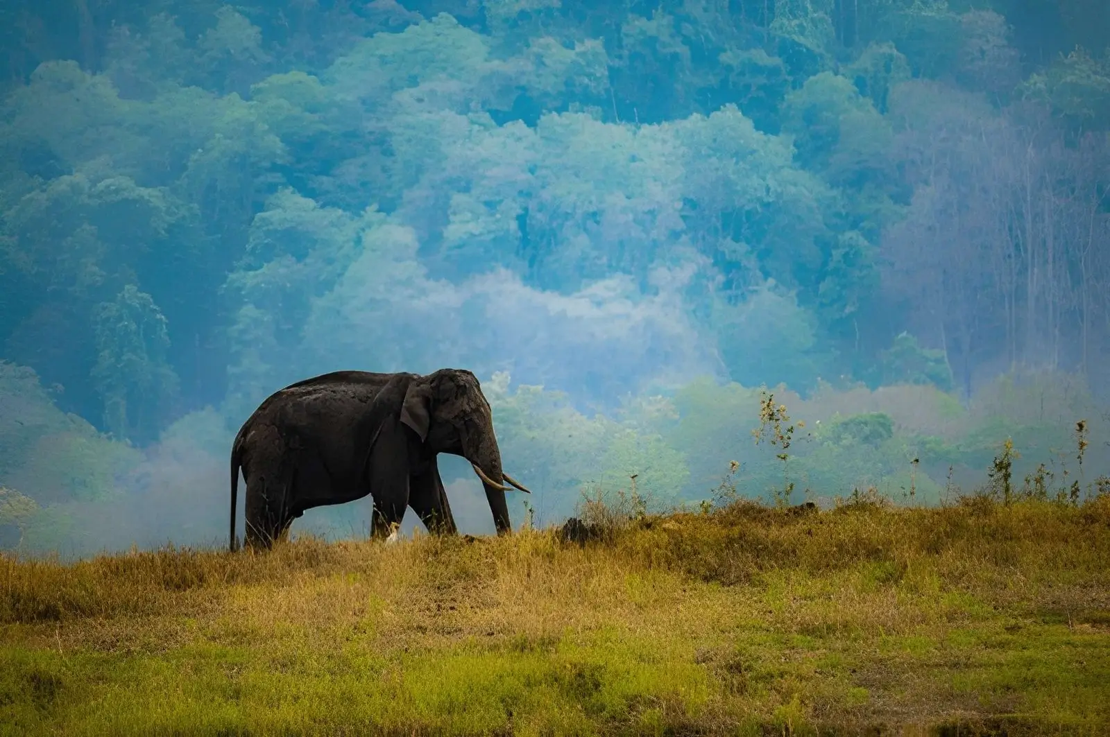 Elephants Eat Up to 150 Kg of Food Every Single Day