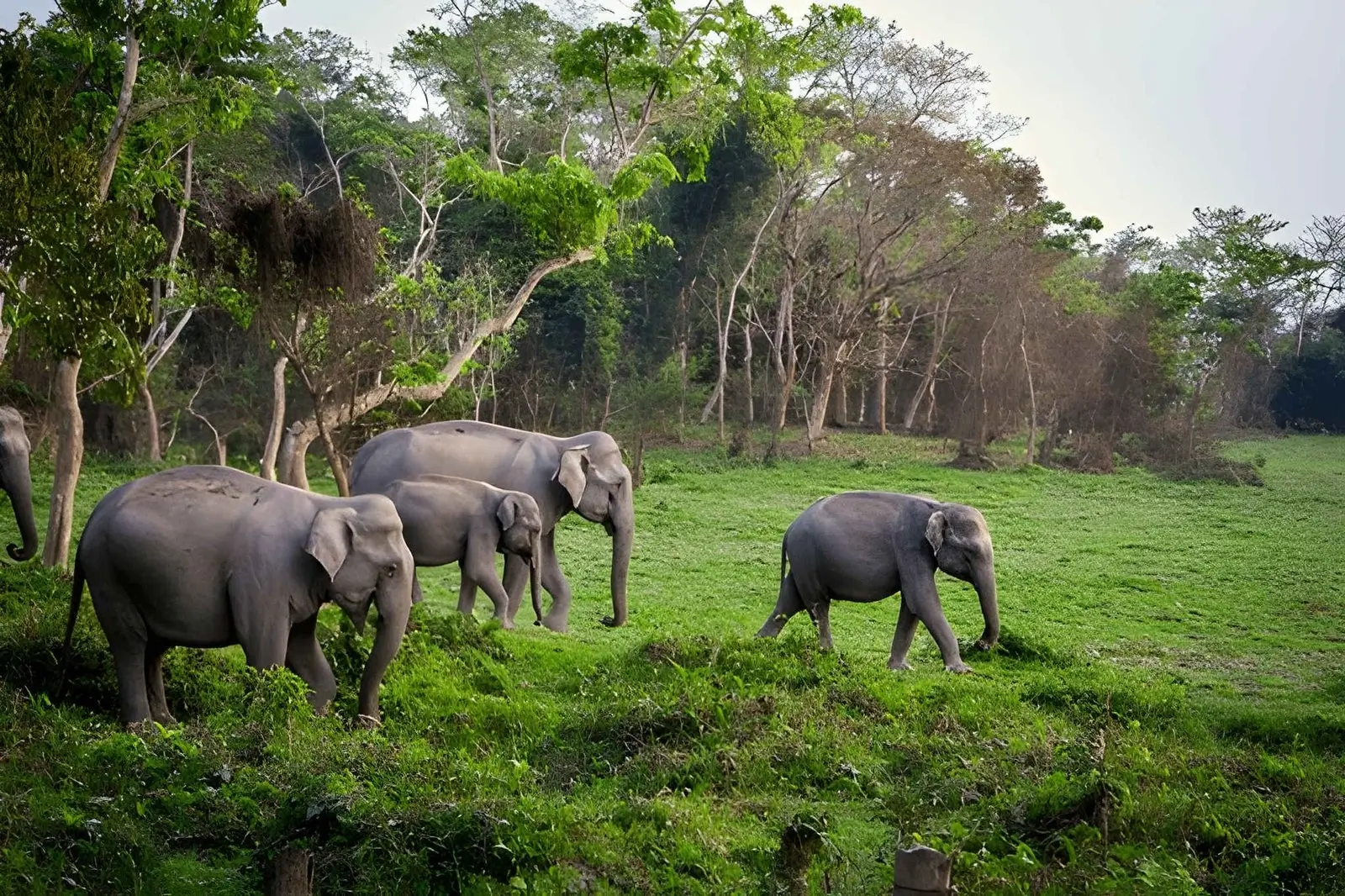 Elephants Are “Ecosystem Engineers” That Shape Entire Landscapes