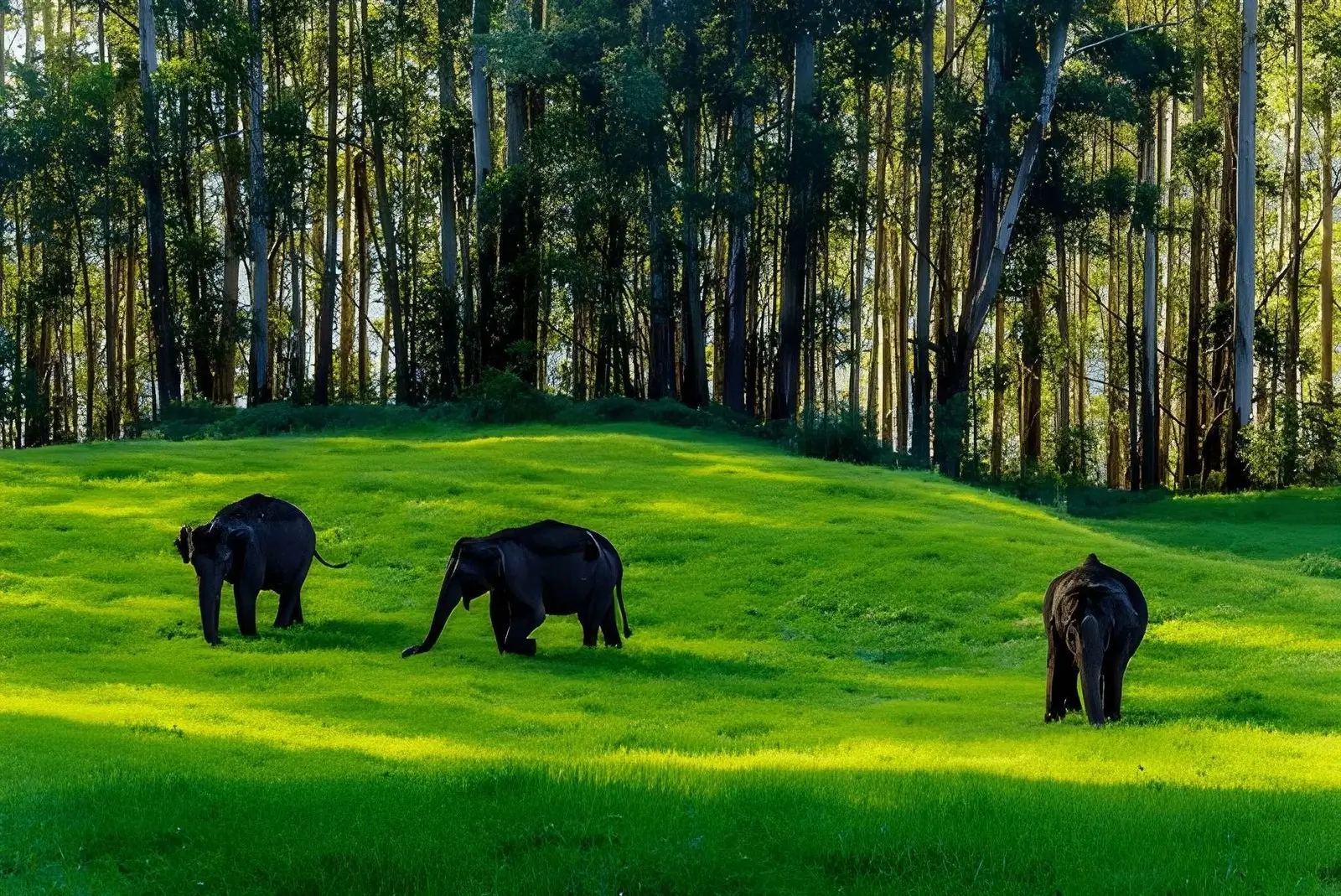 Elephants Are Facing Growing Threats from Humans and Habitat Loss