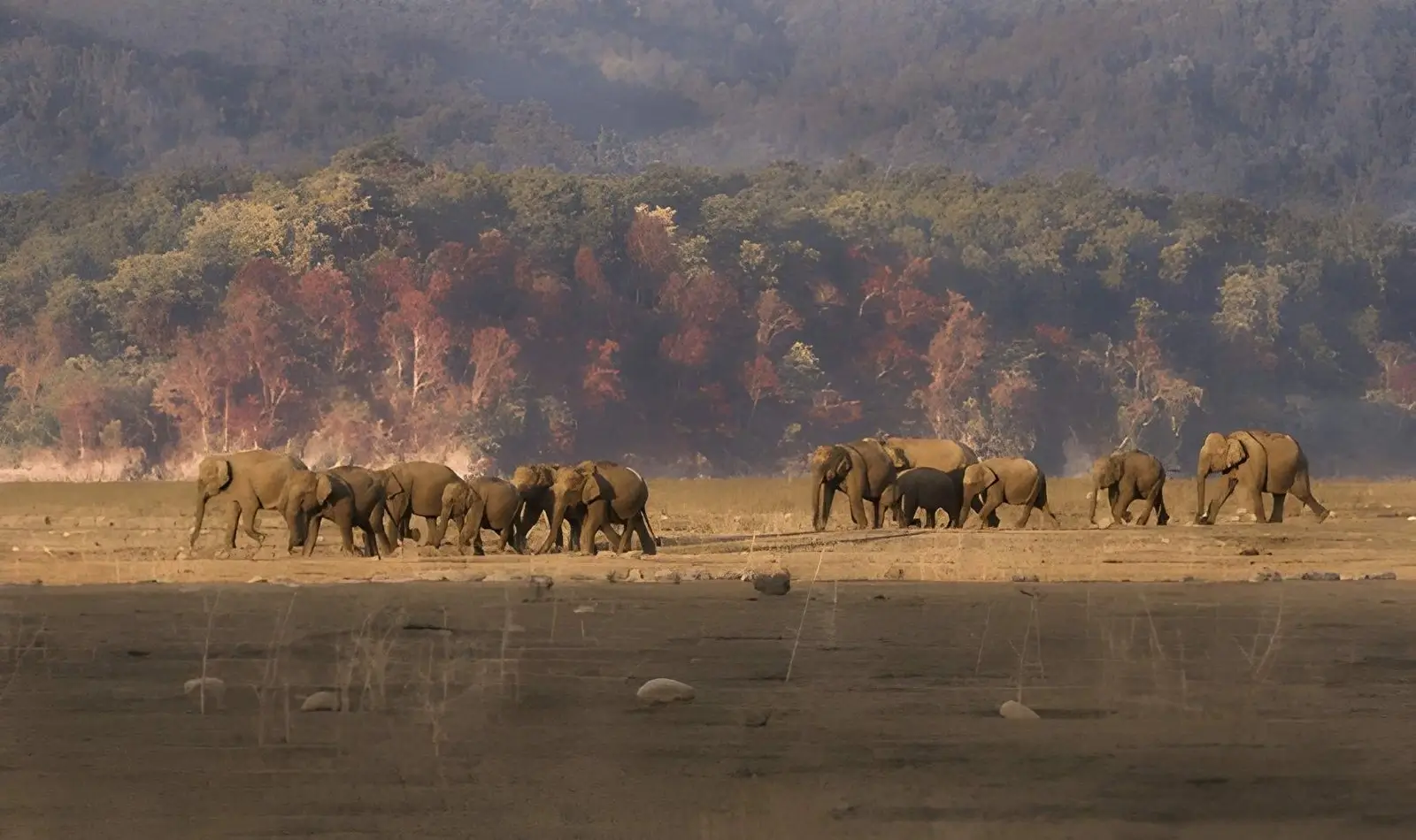 Elephants: Leadership, Memory, and Emotional Intelligence