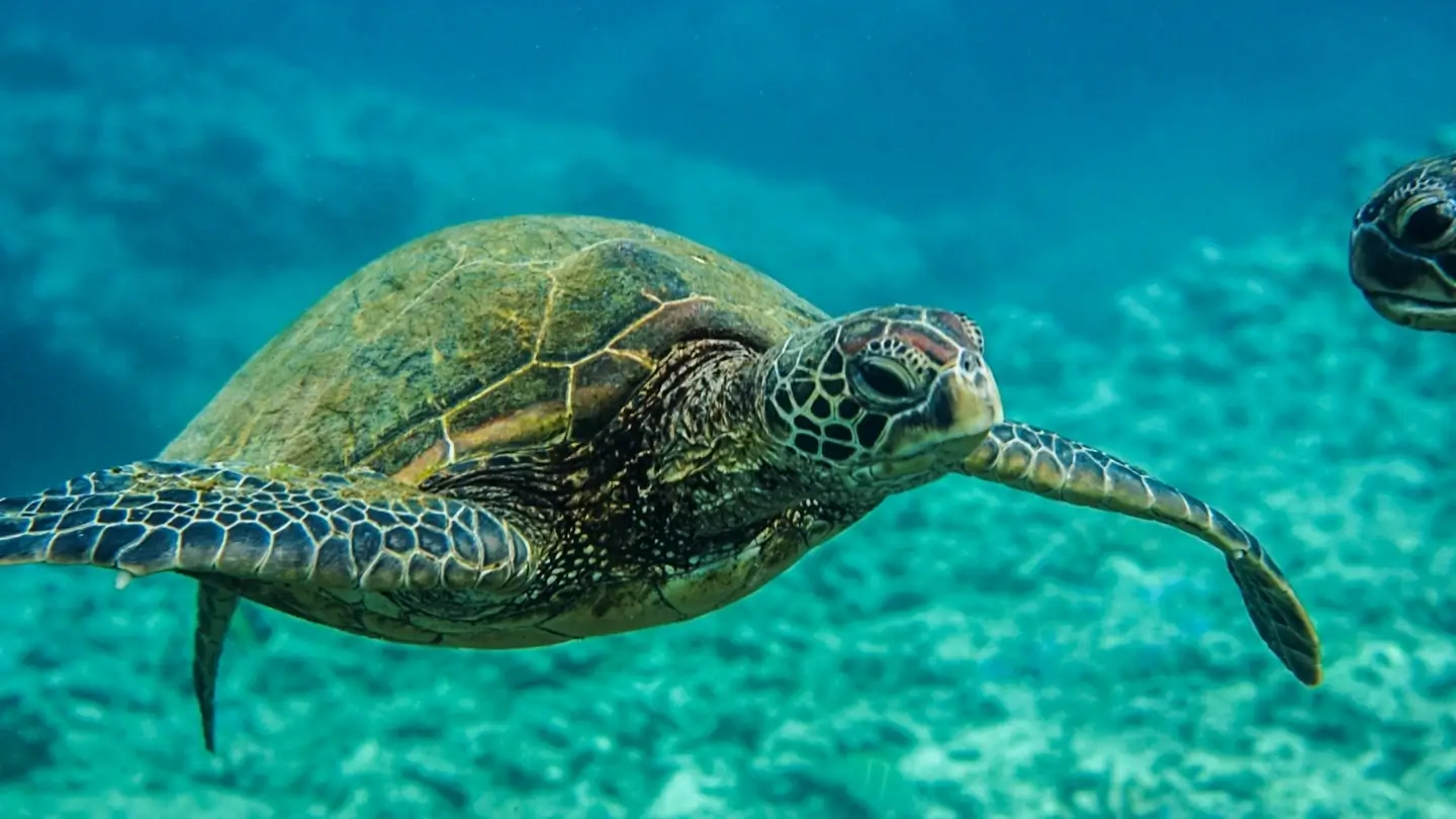 Freshwater Turtles: Responsibility Without Recognition