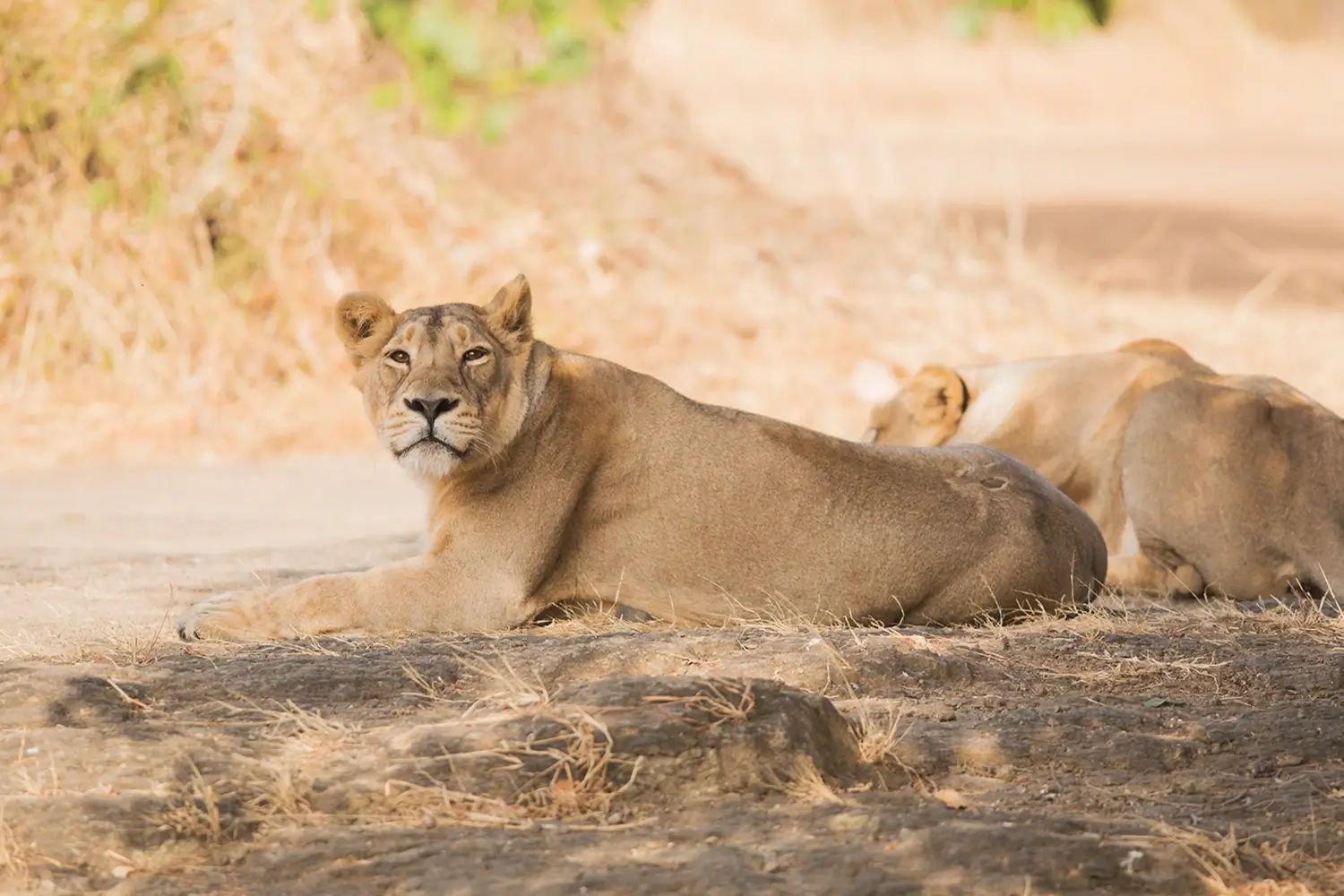 Gir National Park, Gujarat, India