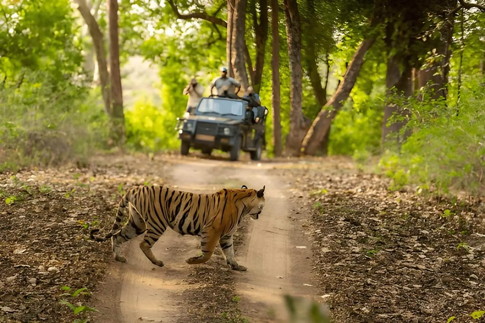 Interesting Facts About Tigers: Behaviour, Habitat & Safari Insights