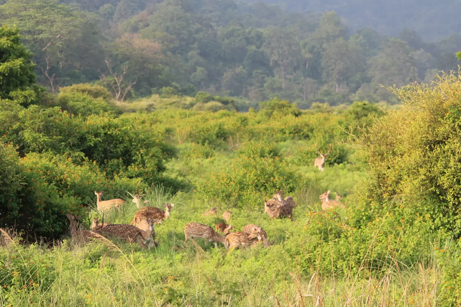 Fascinating Animal Facts: Surprising Wildlife Insights from Around the World