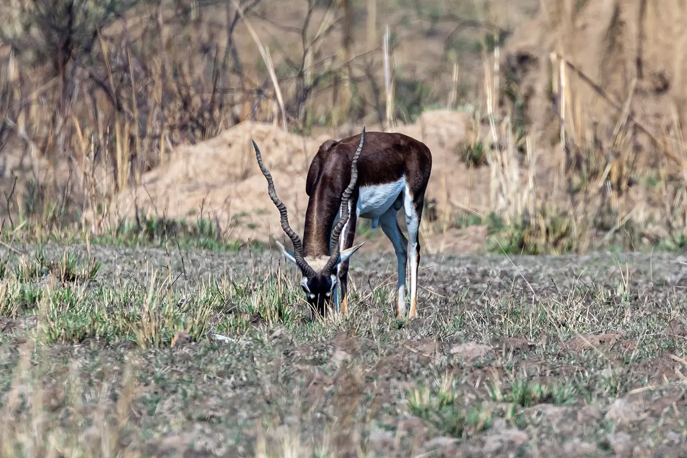 Kanha National Park – Best for Scenic Forest & Meadow Photography