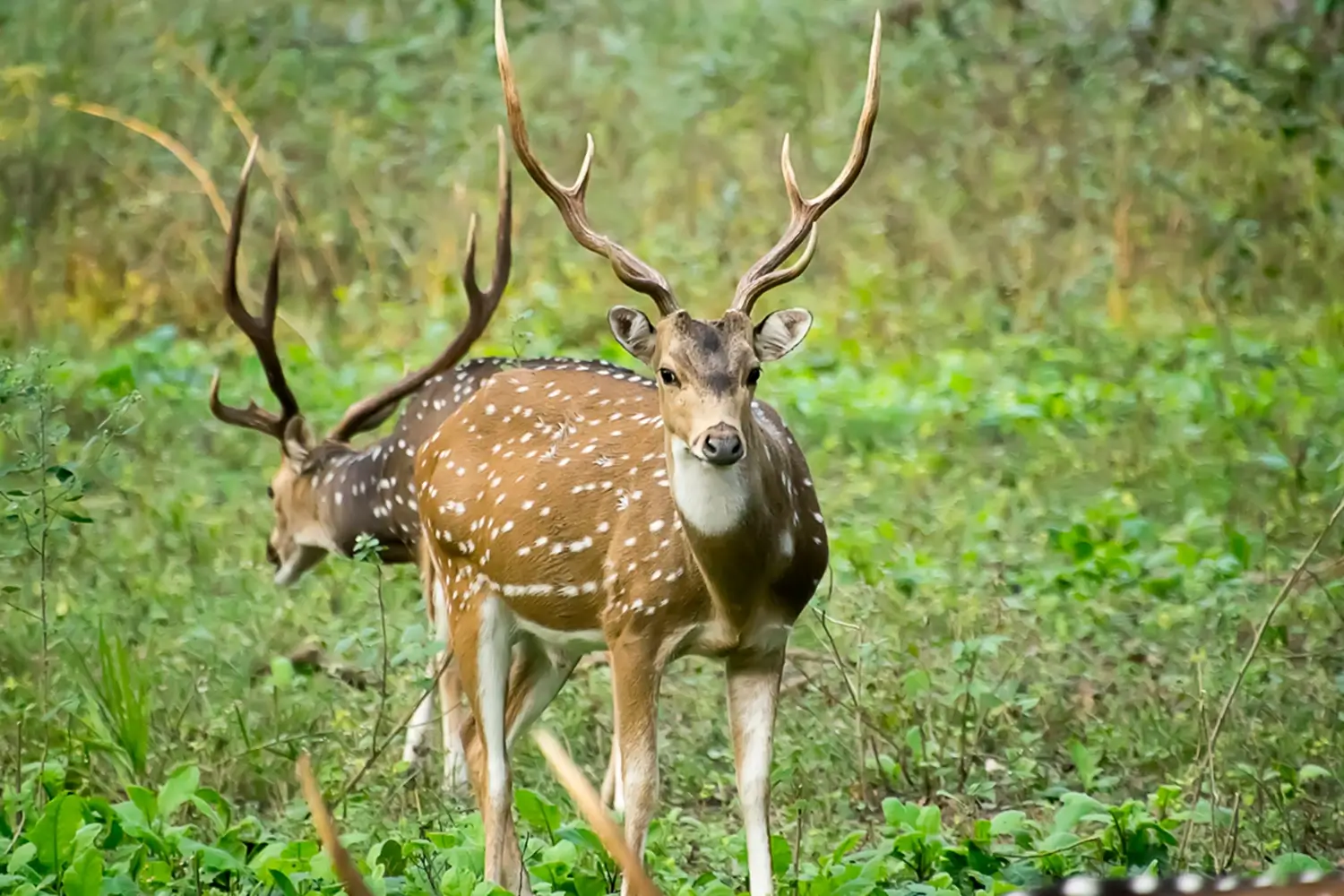 Kanha National Park, Madhya Pradesh, India