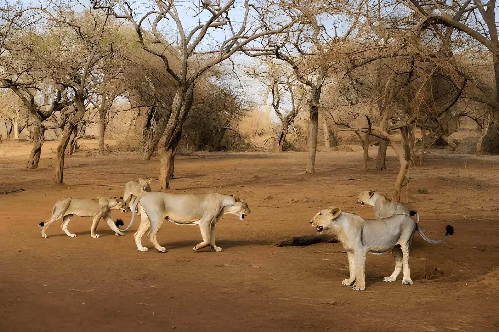 Lions: The Power of Teamwork and Defined Roles