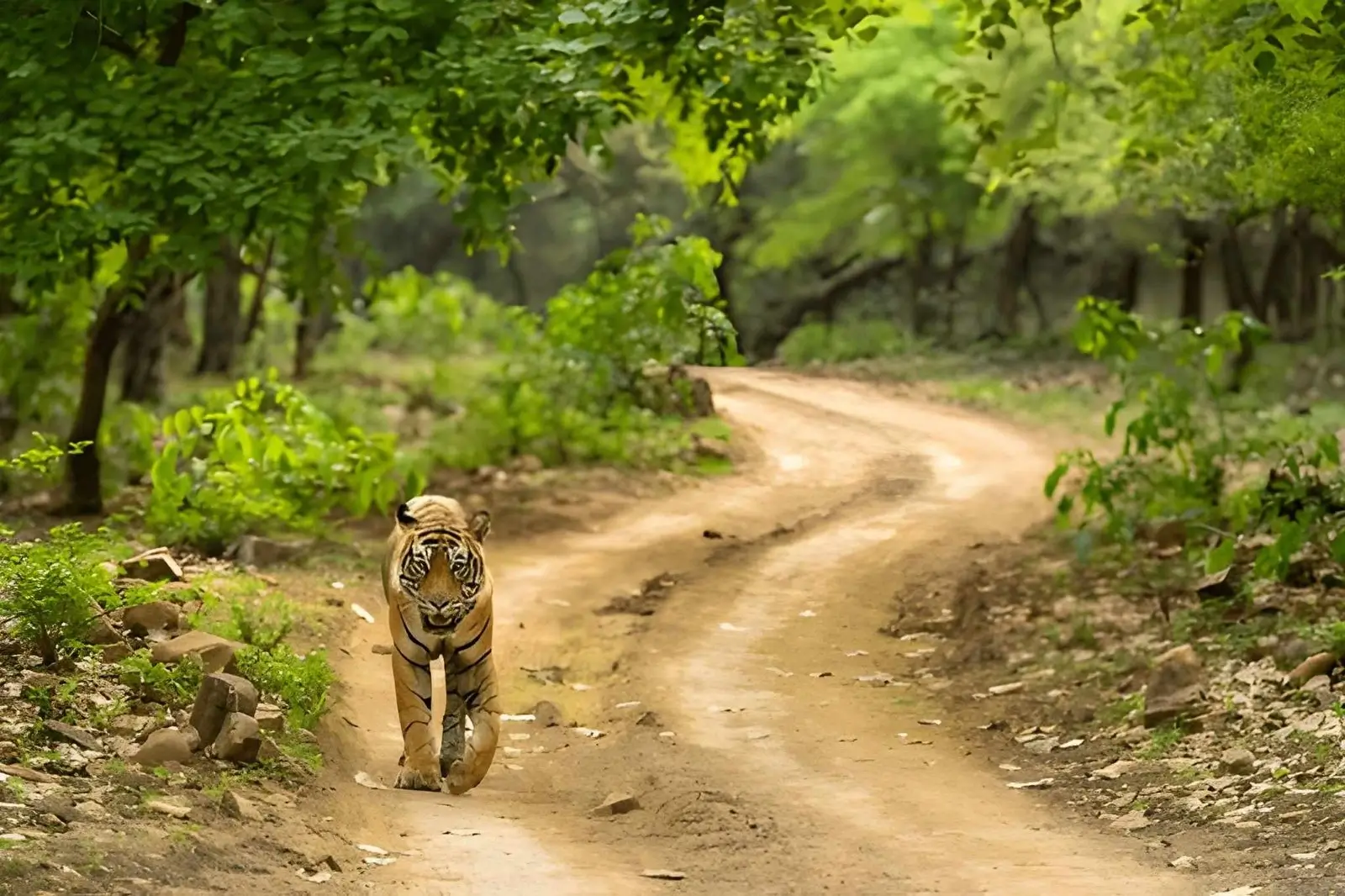 Ranthambore National Park – Best for Tiger Photography with Dramatic Backdrops