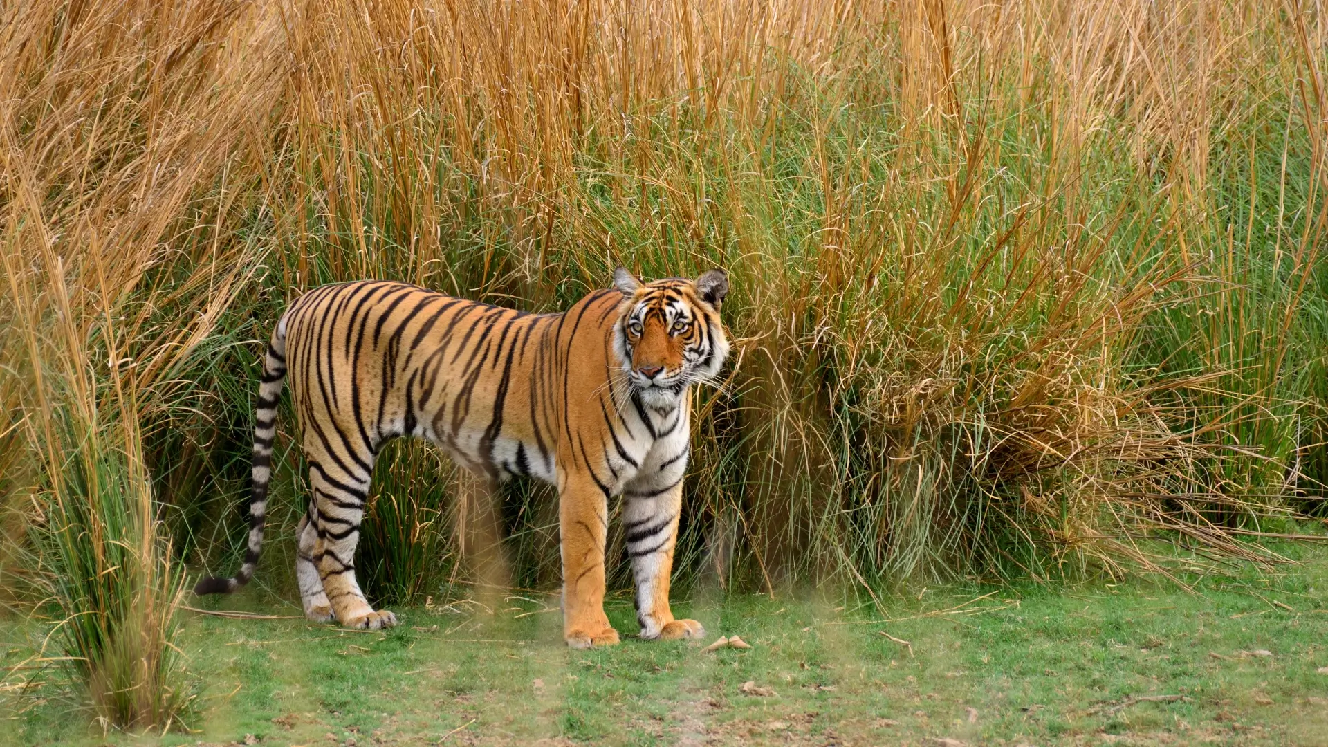 Tiger Conservation in India