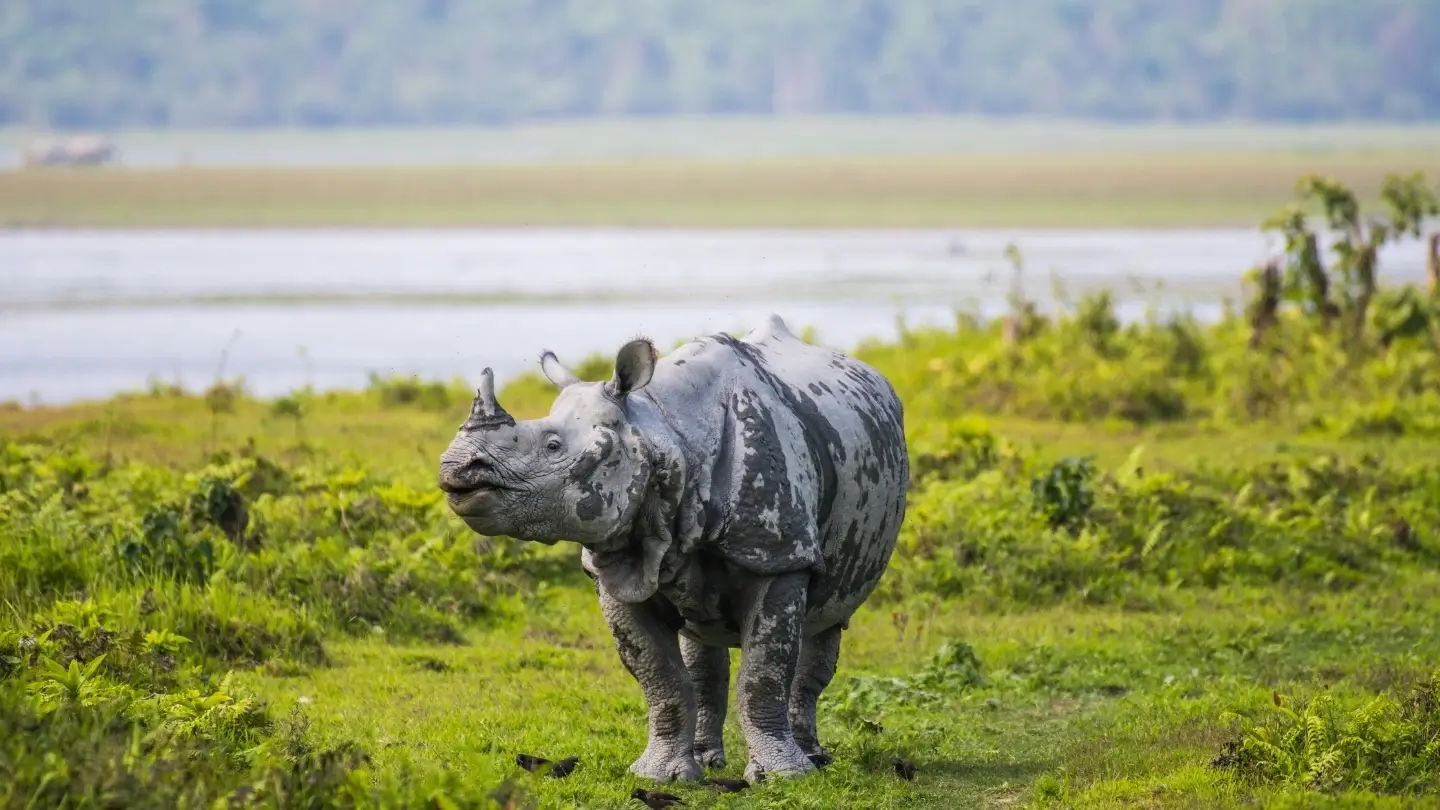 Rhinoceroses: Confidence Despite Uncertainty