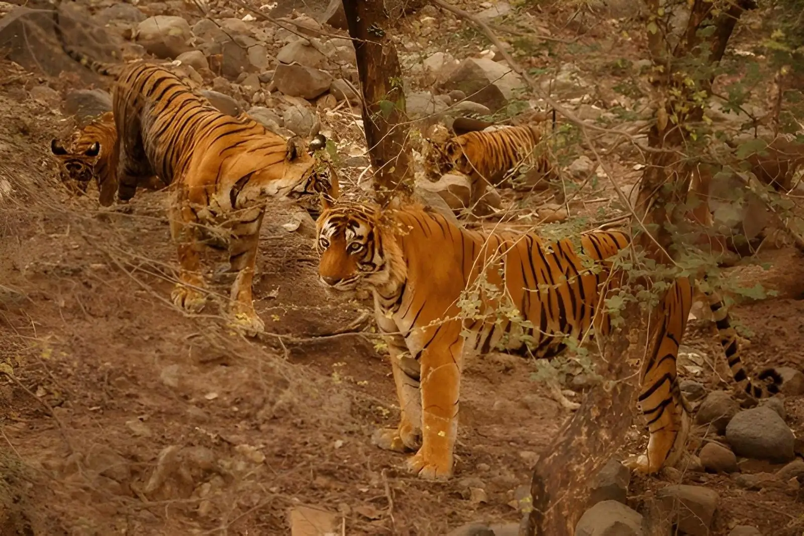 Tiger Population in India (2026): Latest Count, State-Wise Data & Best Places to See Tigers