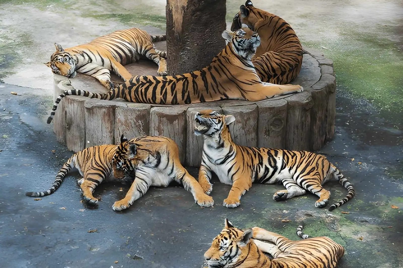 Why Wildlife Conservation Matters for Human Survival: Real Impact on Food, Climate & Travel