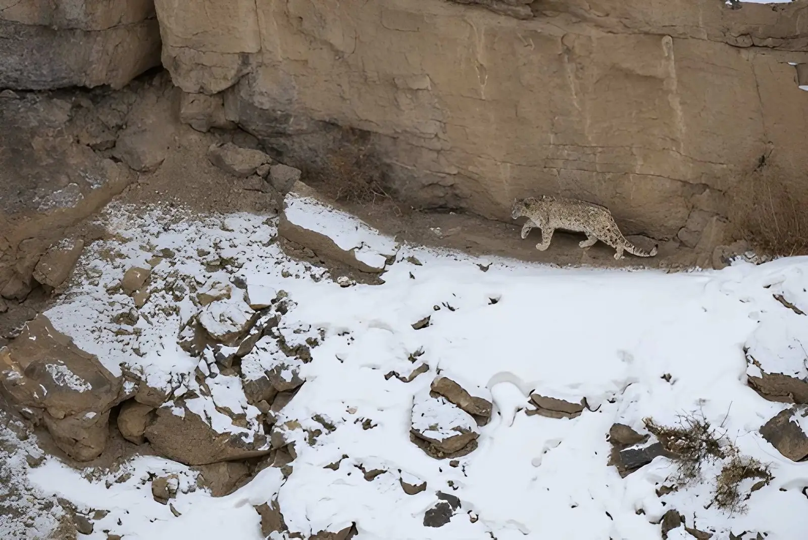 Snow Leopard - Endangered Animals in India