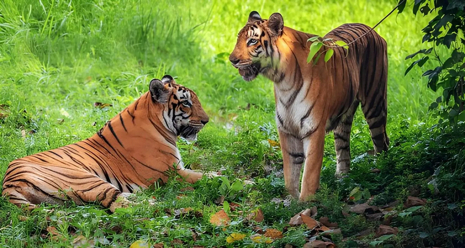 Wildlife Conservation in India: Efforts, National Parks & Why It Matters