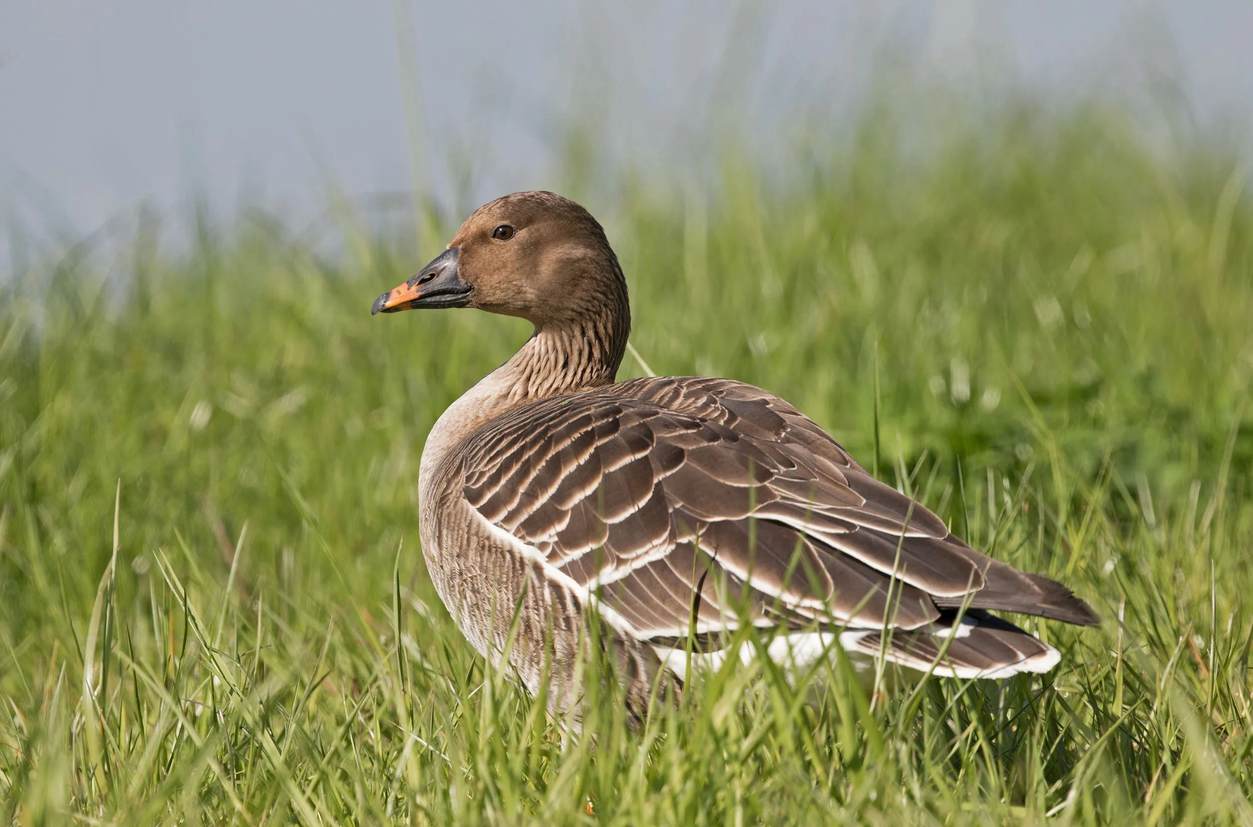 Tundra Bean Goose Found in India