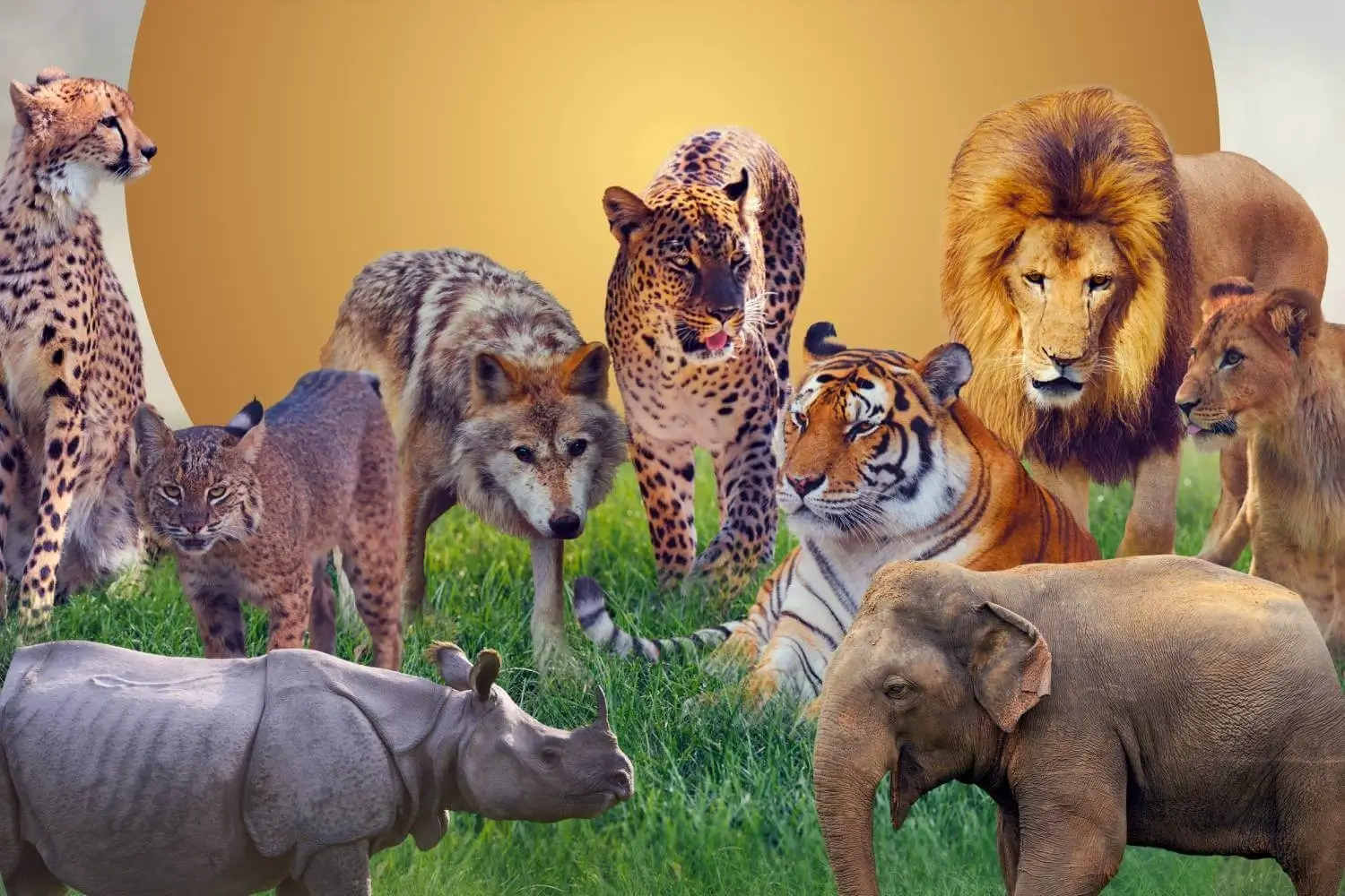 The Food Chain Keeps Entire Ecosystems From Collapsing