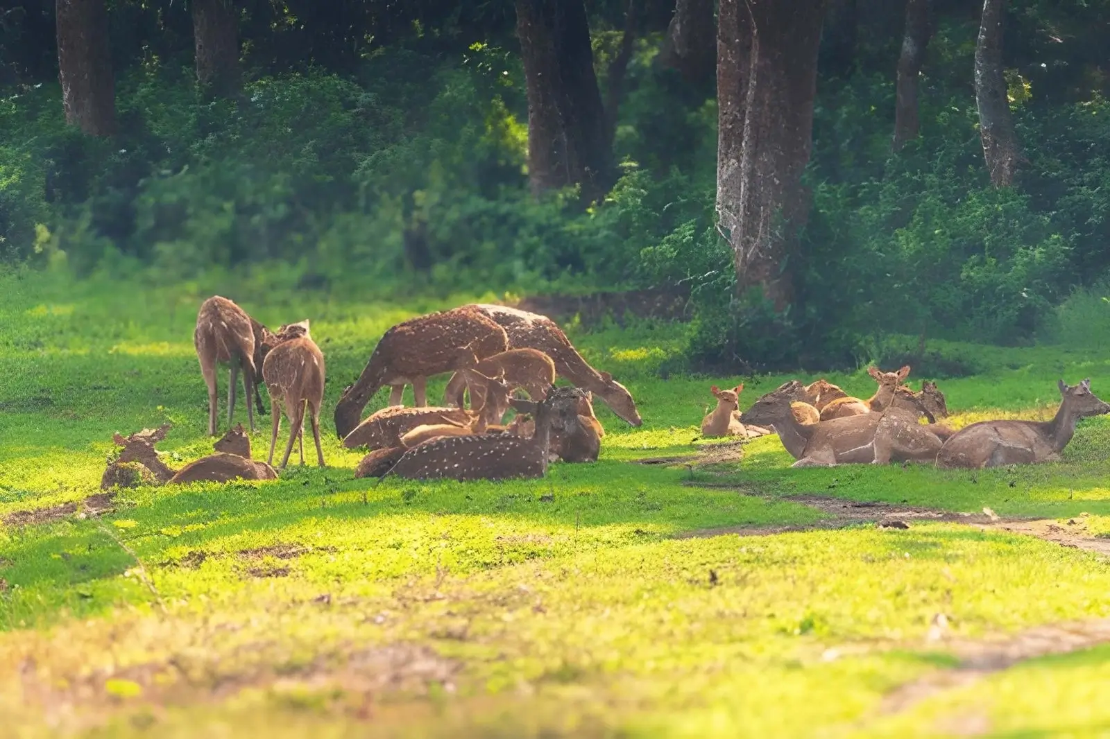 Best National Parks for Wildlife Photography in India