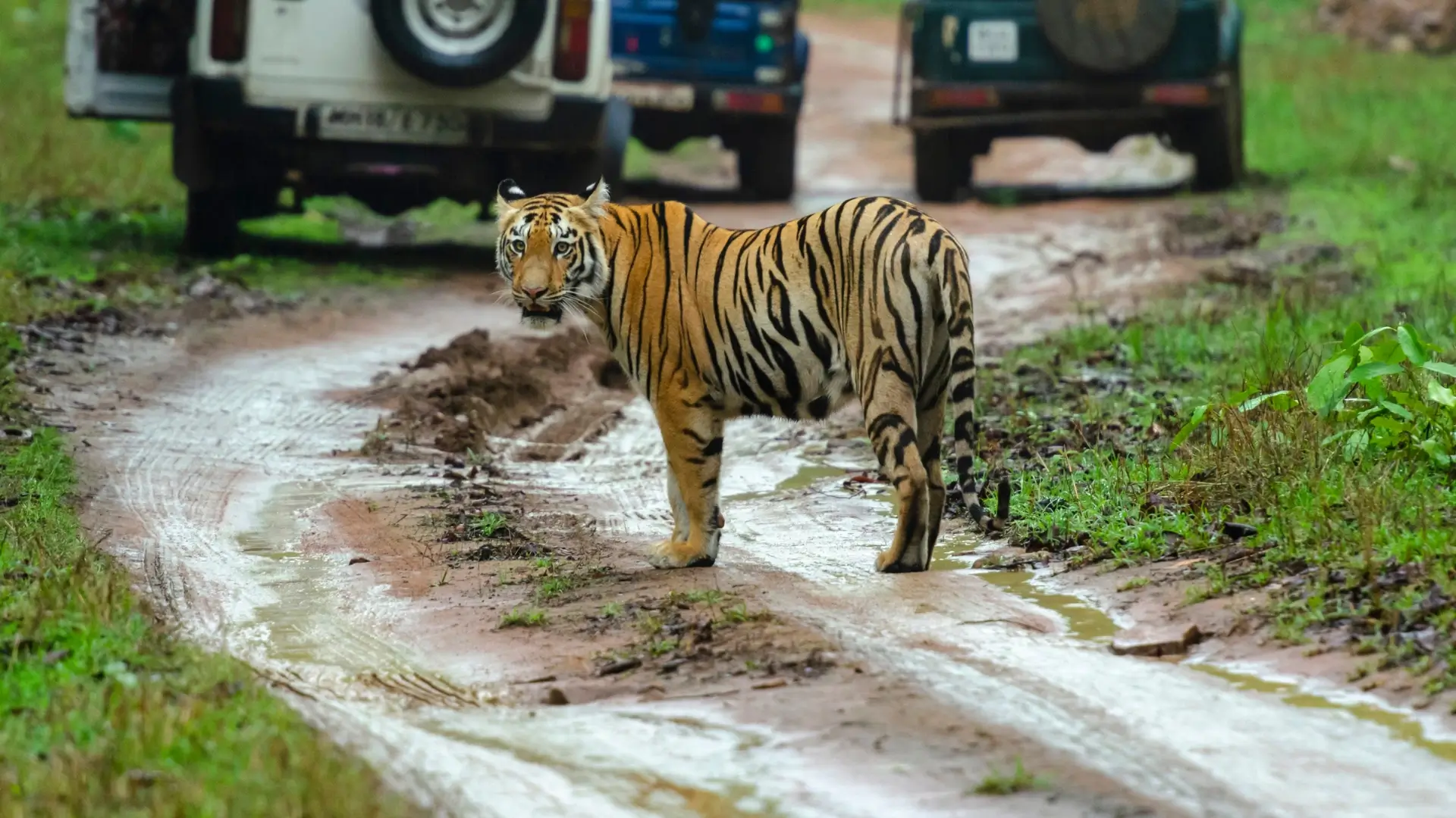 Best National Parks for Wildlife Safari in India: Tiger, Lion & Jungle Experiences