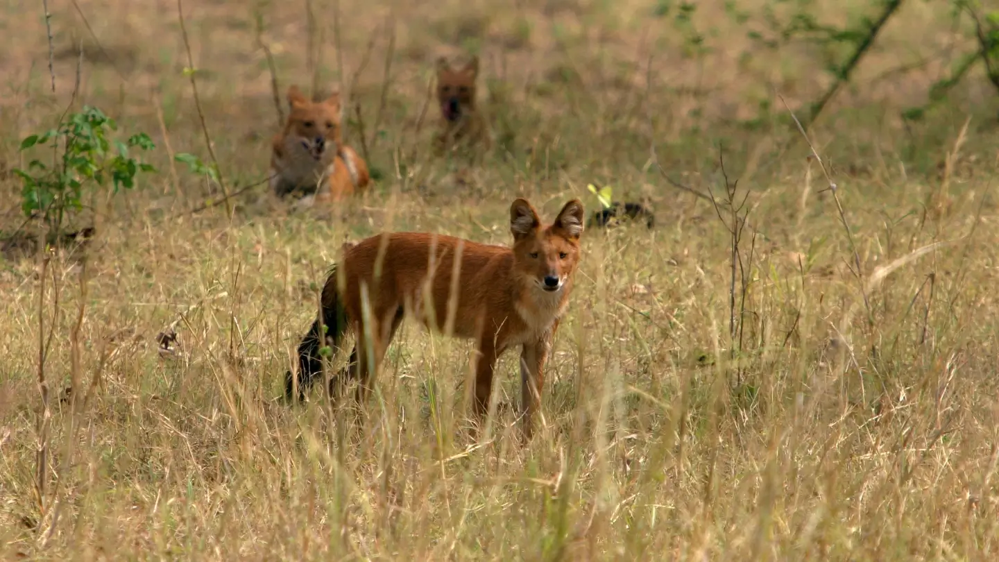 Fascinating Animal Facts: Surprising Wildlife Insights from Around the World