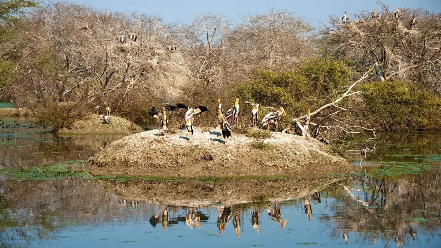 Best Bird Watching Destinations in India: Top National Parks for Birding 