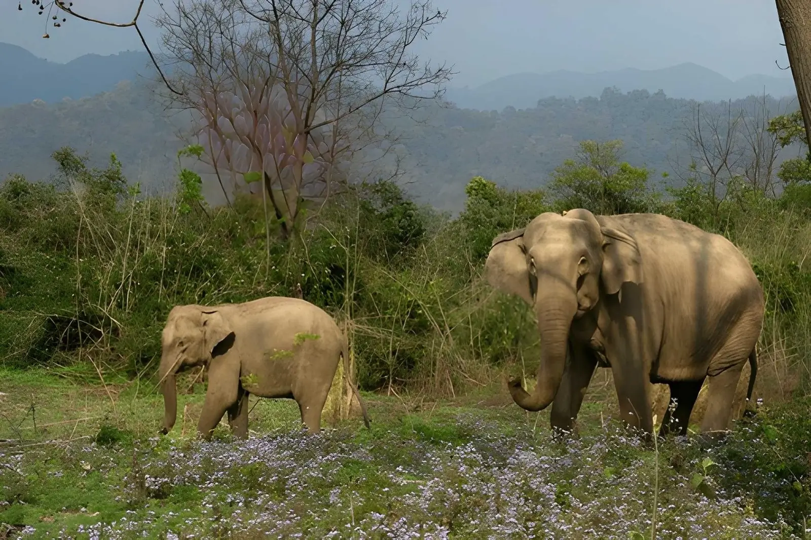 Fascinating Facts About Elephants: Intelligence, Behaviour & Where to See Them in India