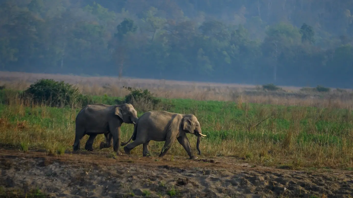 n Elephant’s Trunk Has Over 40,000 Muscles and Incredible Precision