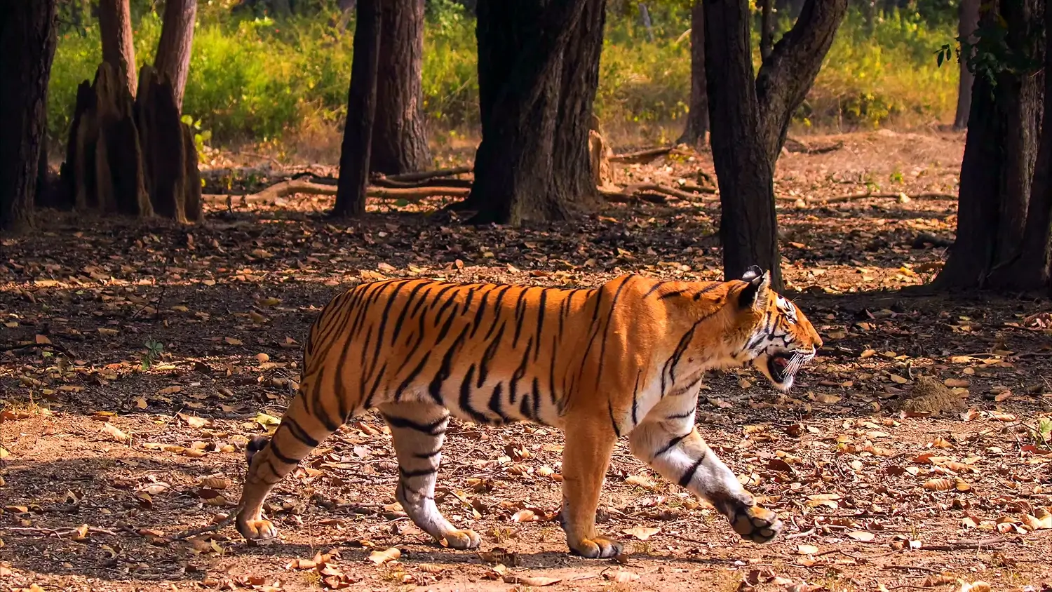 Why Tigers Are Endangered : Causes, Population & Conservation Efforts