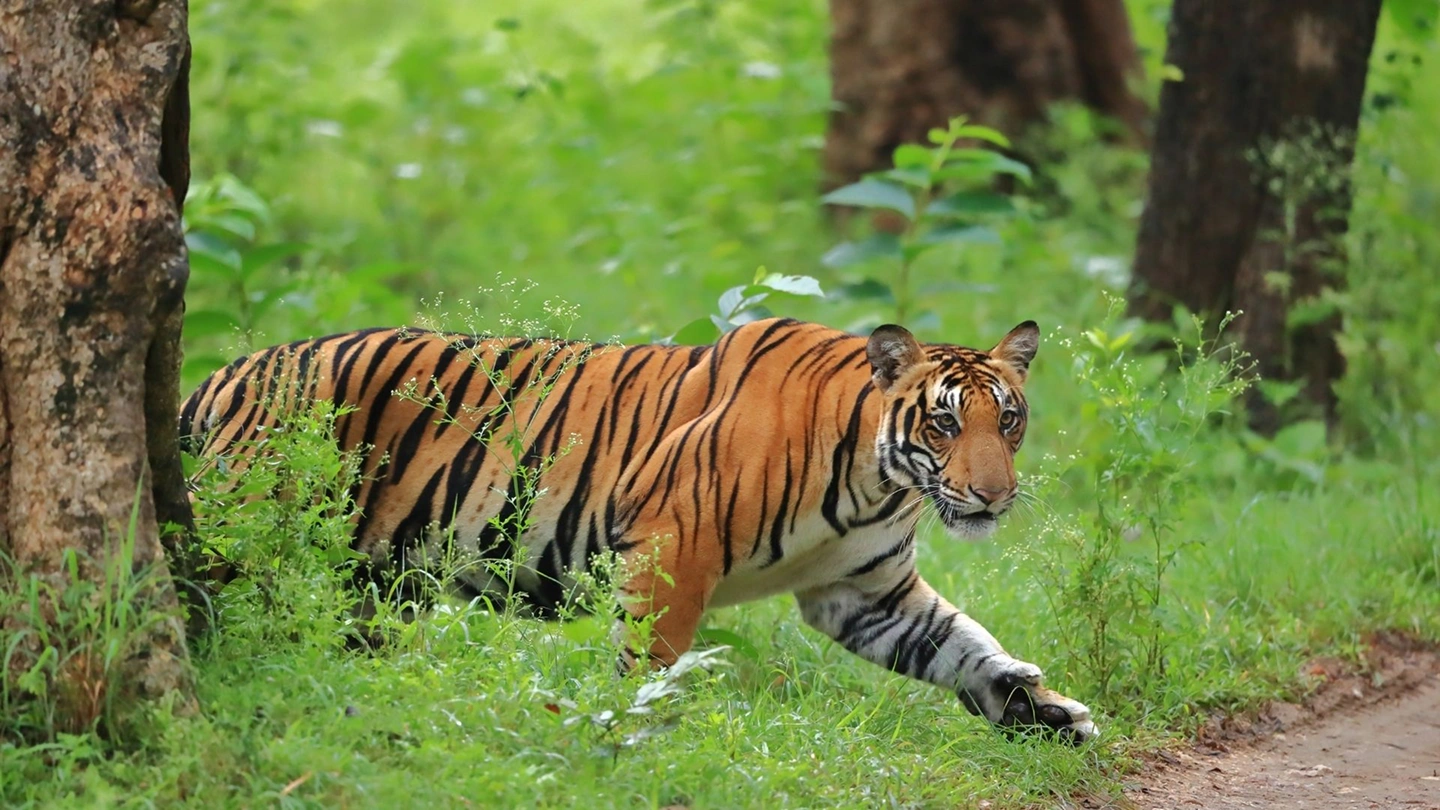 Jim Corbett National Park History: From Hailey Park to India’s First Tiger Reserve