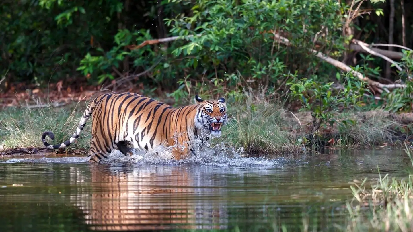 How to Help Save Tigers: Practical Ways to Support Tiger Conservation?