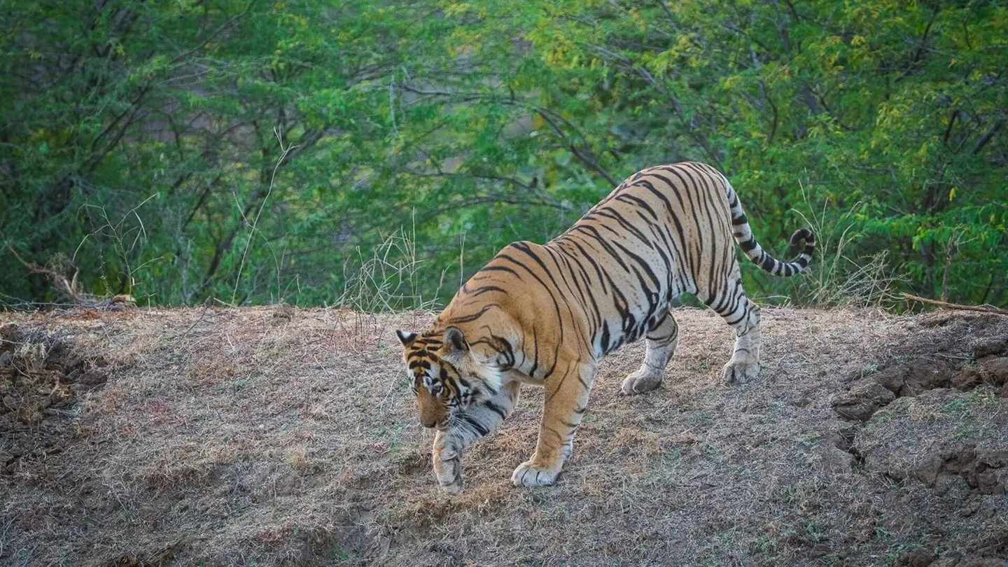 How to Help Save Tigers: Practical Ways to Support Tiger Conservation