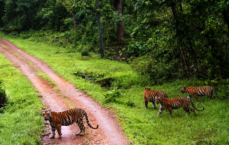 Tiger Population in India: Latest Count, State-Wise Data & Best Places to See Tigers