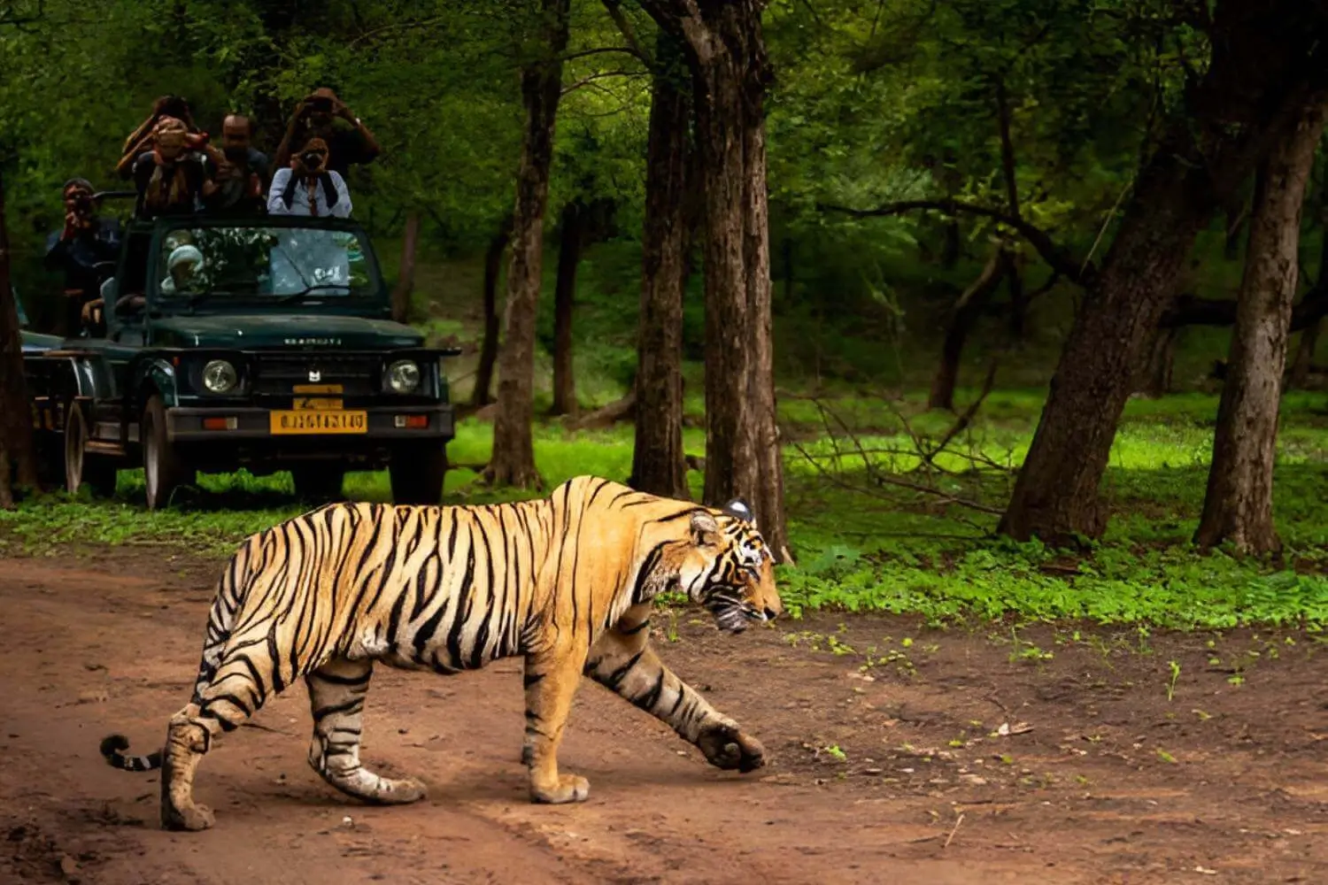 Wildlife Conservation in India: Efforts, National Parks & Why It Matters