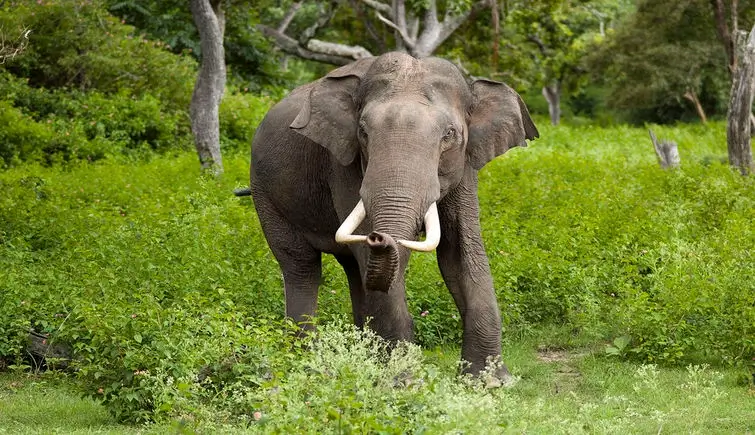 Elephants Have One of the Most Advanced Brains in the Animal Kingdom