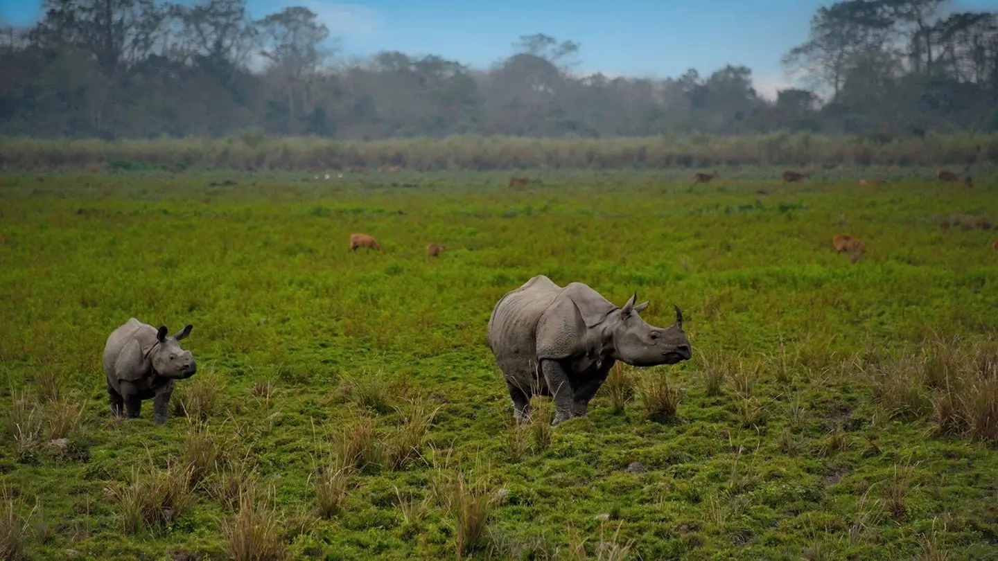 Best National Parks for Wildlife Photography in India  