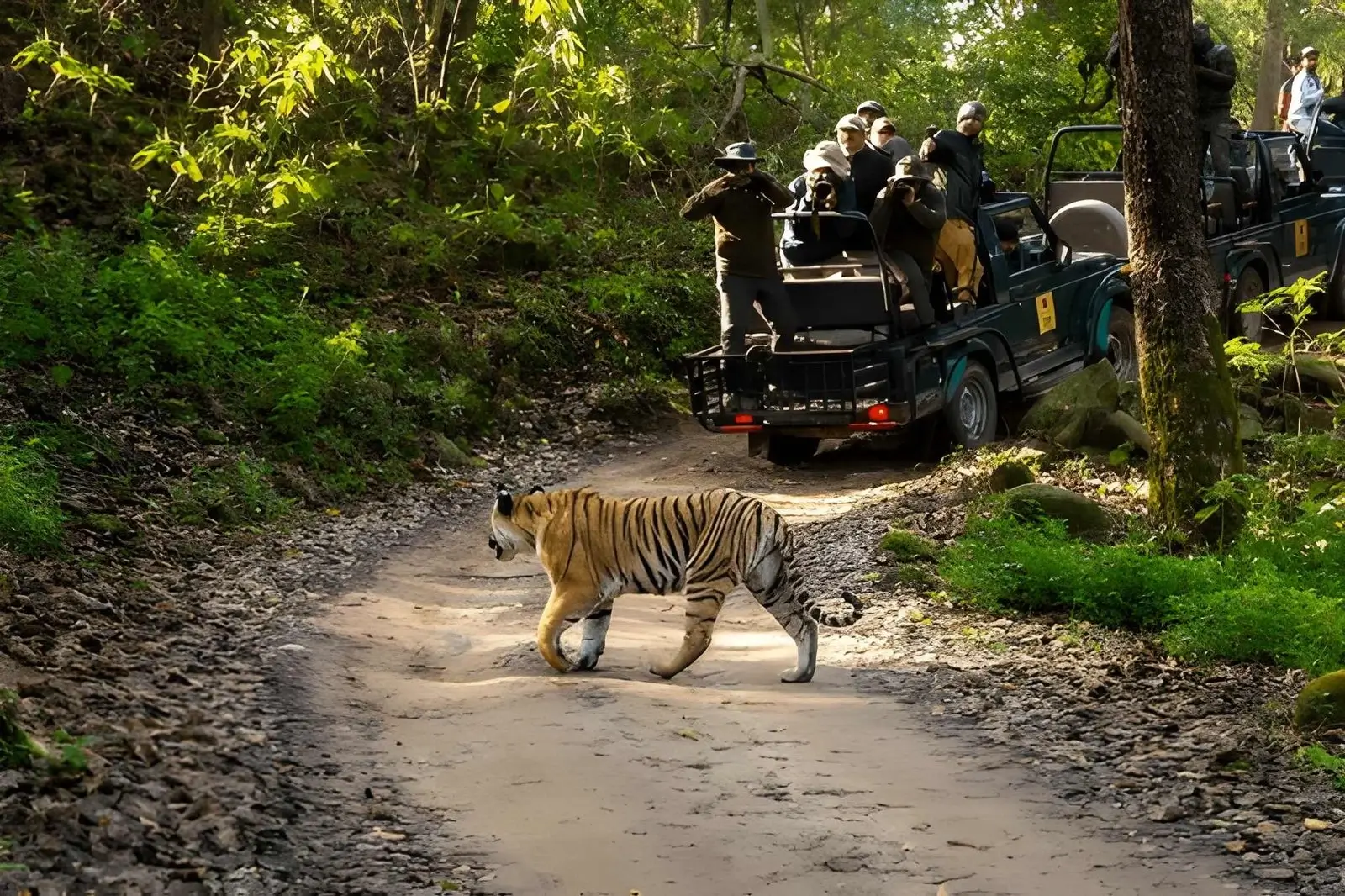 Best National Parks for Wildlife Safari in India: Tiger, Lion & Jungle Experiences