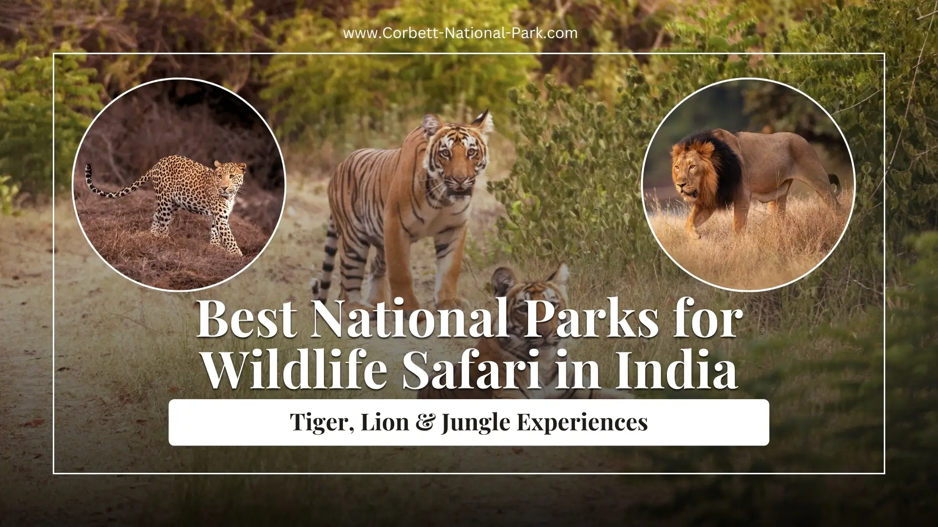 Best National Parks for Wildlife Safari in India: Tiger, Lion & Jungle Experiences